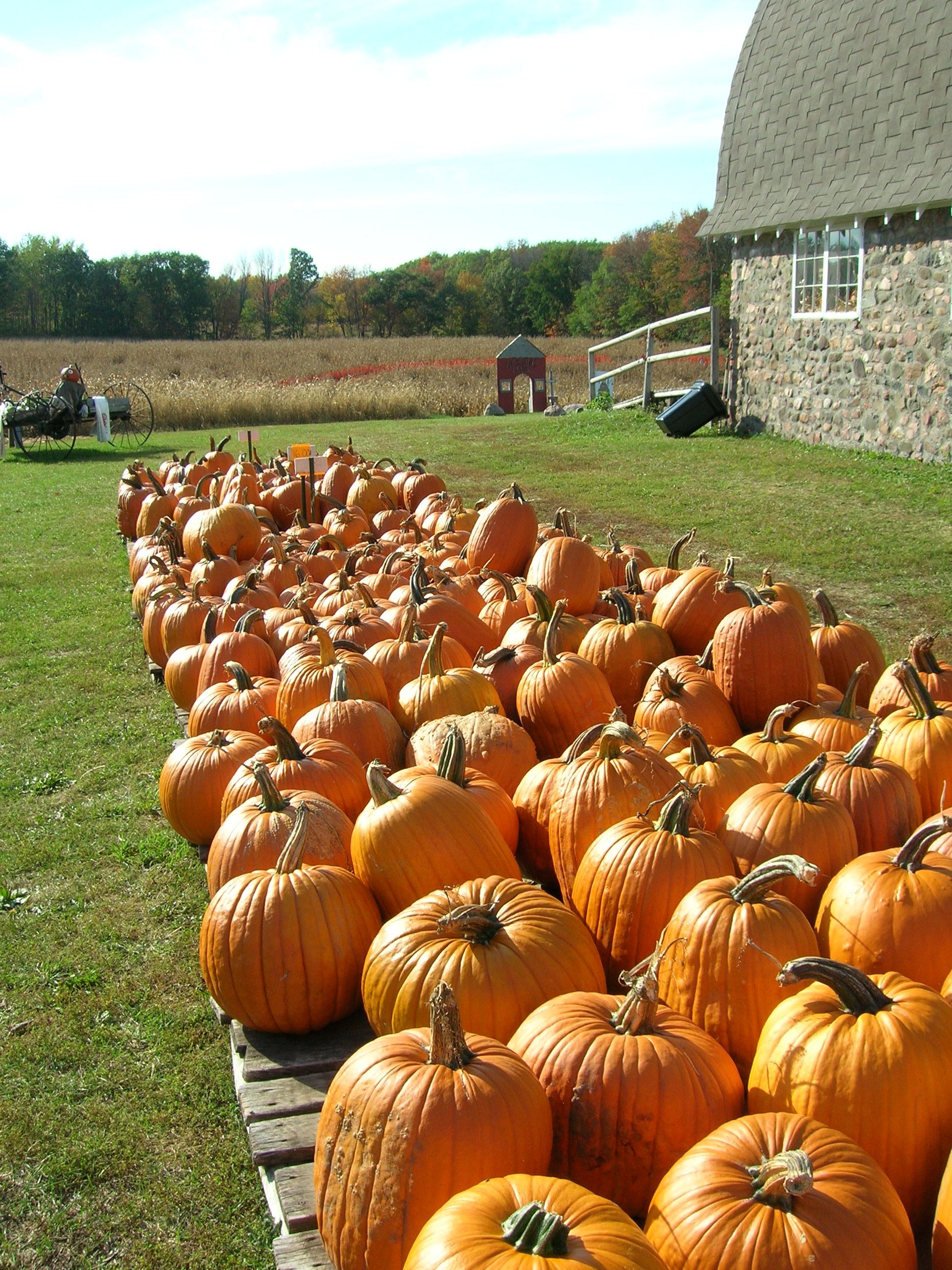 Pumpkin Patches Close to Charlotte